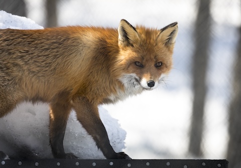 red fox ranua